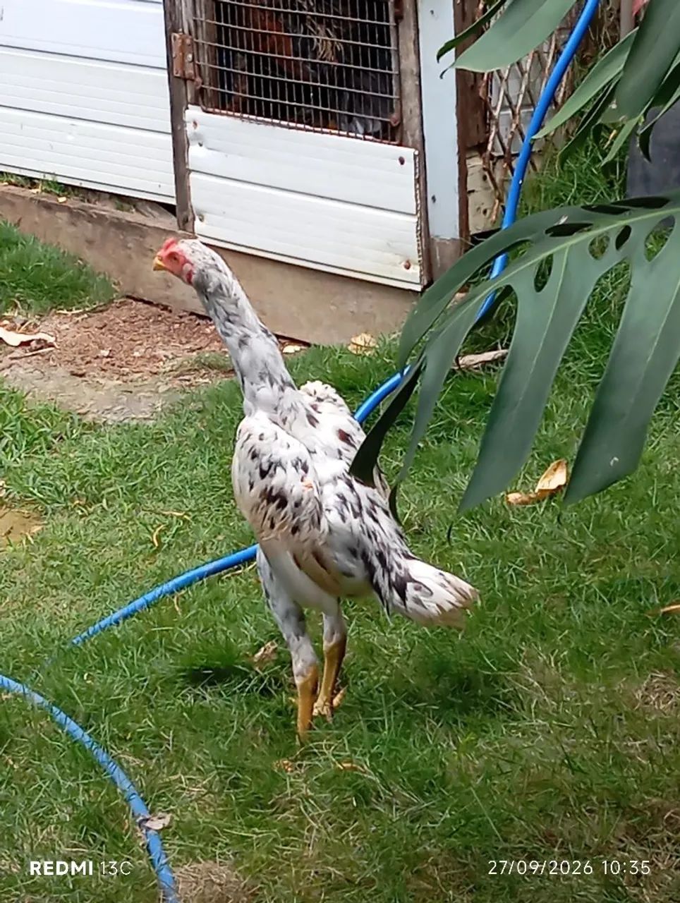 Frango índio puro  - Foto 2