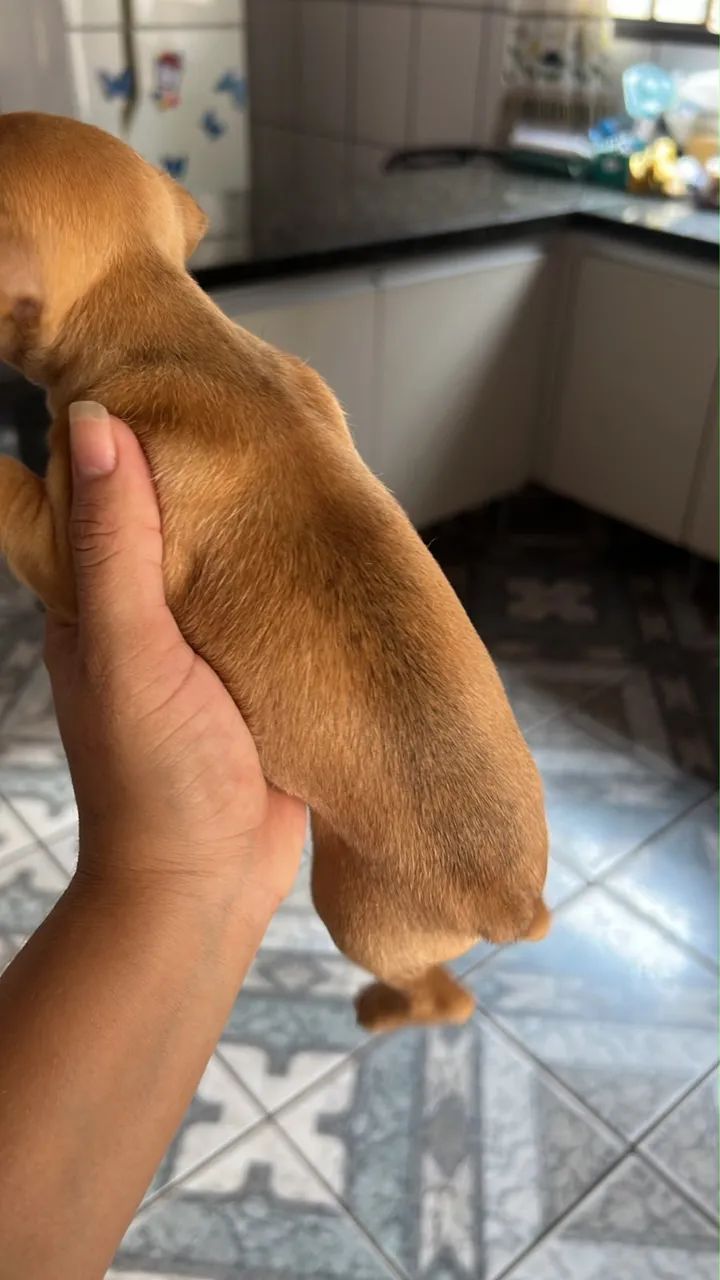 Pinscher  - Foto 4
