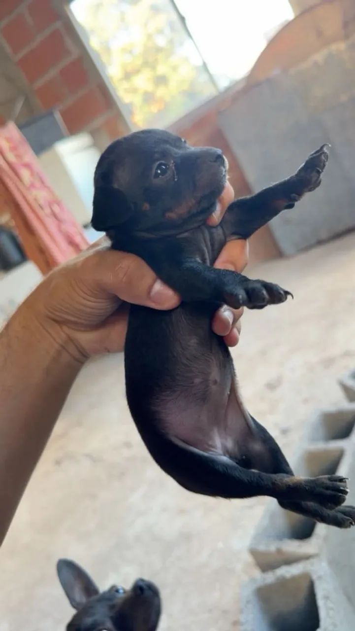 Cachorro  - Foto 2