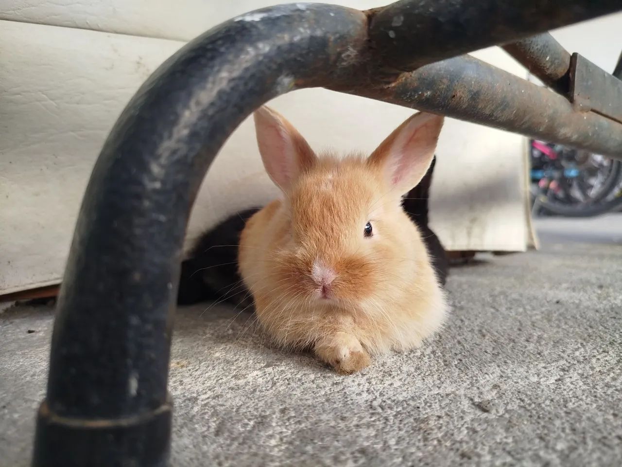 Filhotes de coelhos  - Foto 4