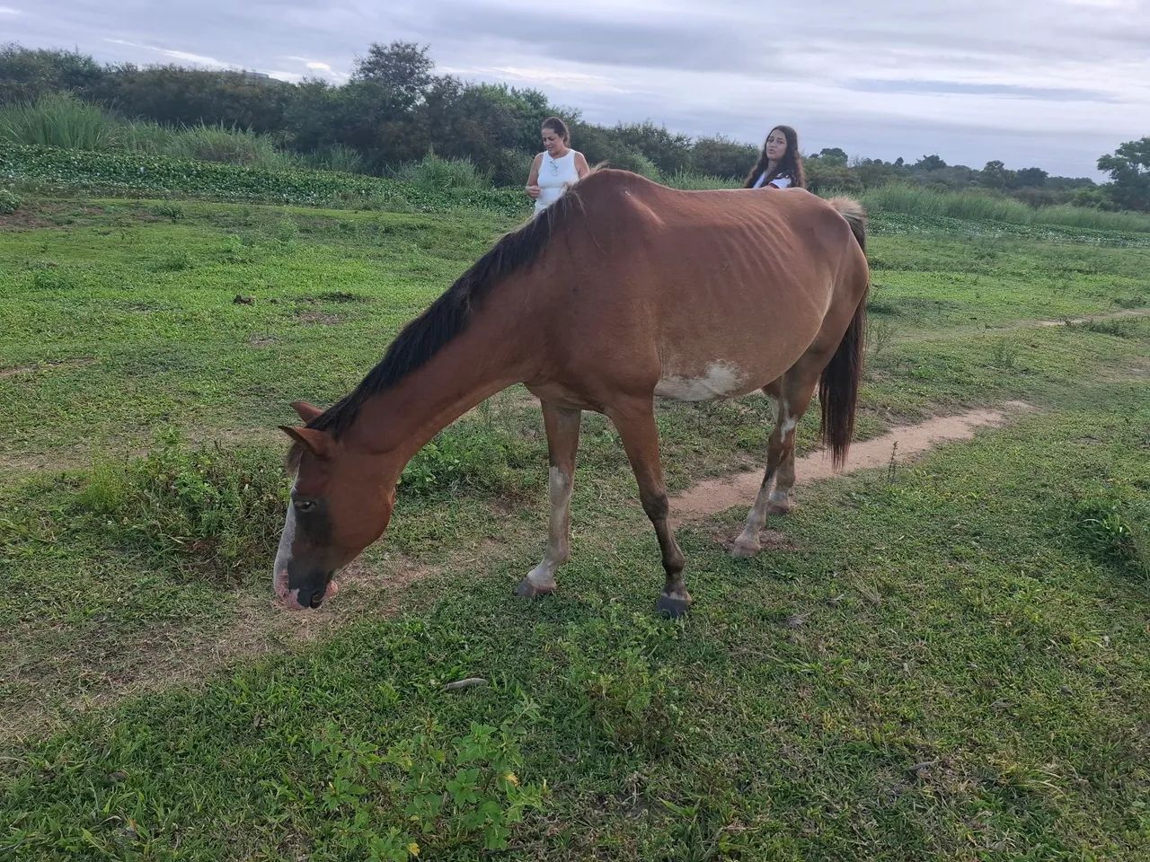 Vendo egua barato  - Foto 3