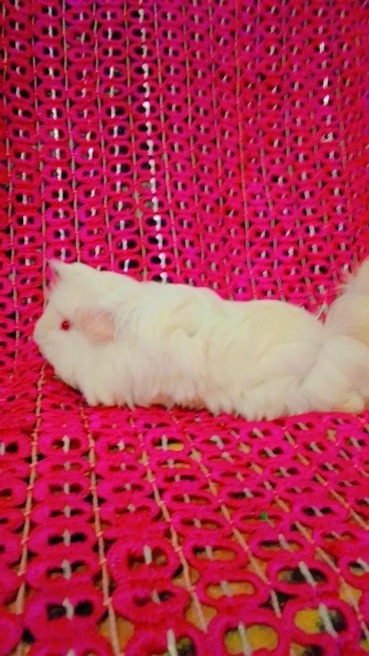 Porquinhos da índia macho - Foto 2