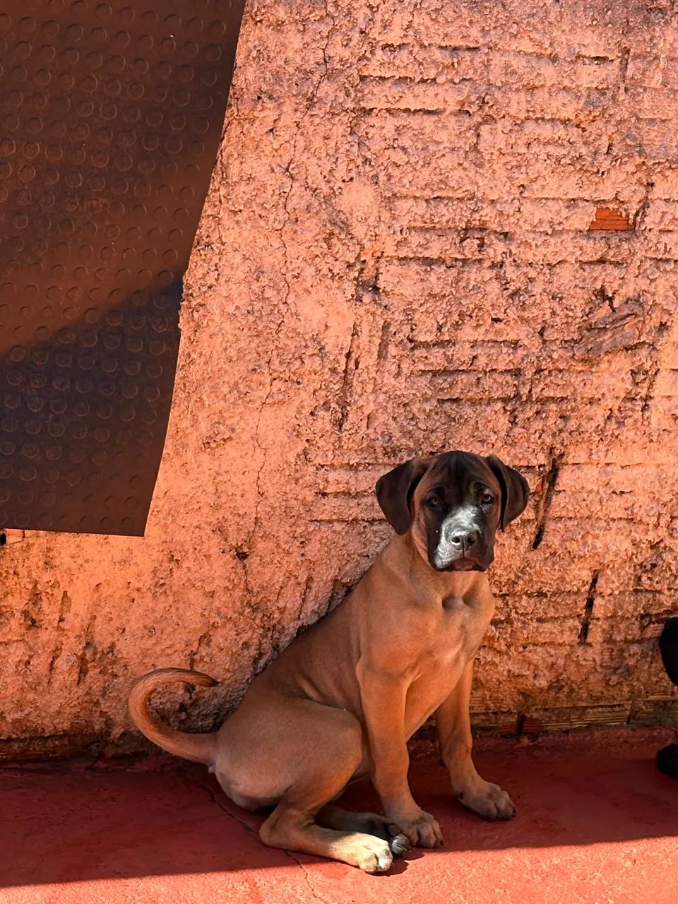 Cane Corso Italiano  - Foto 3