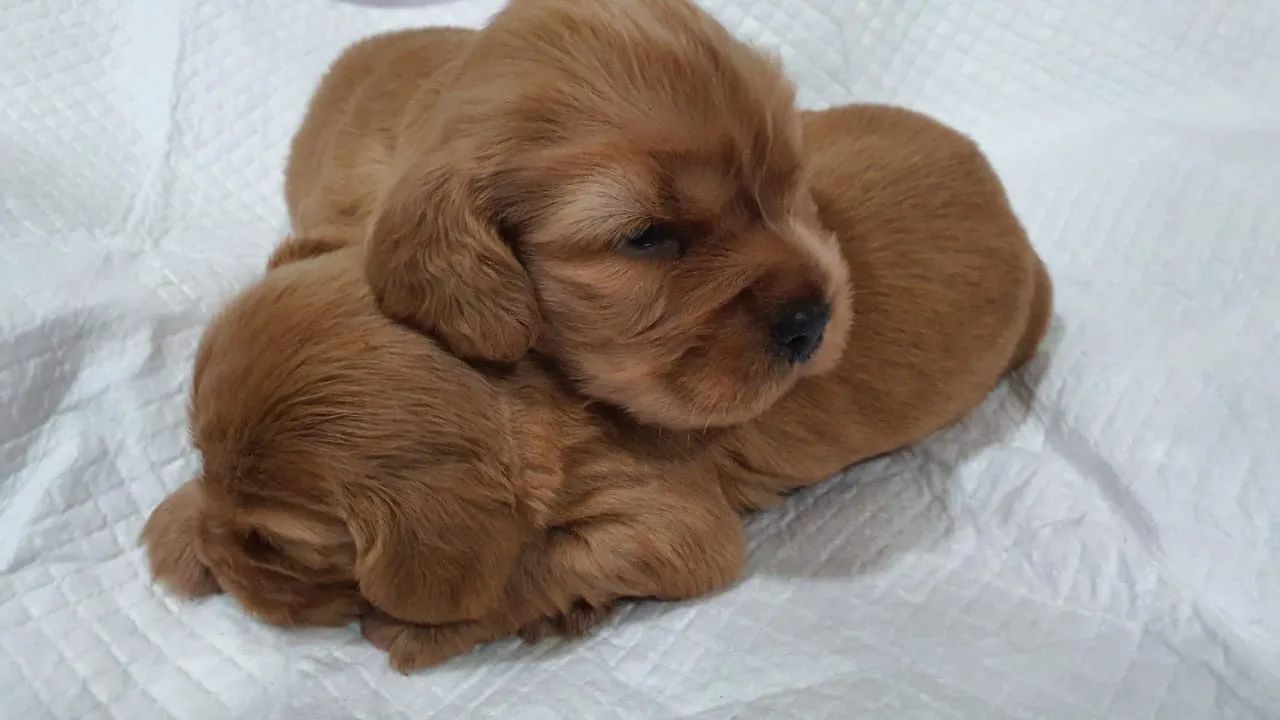 Filhotes de cocker spaniel - Foto 2