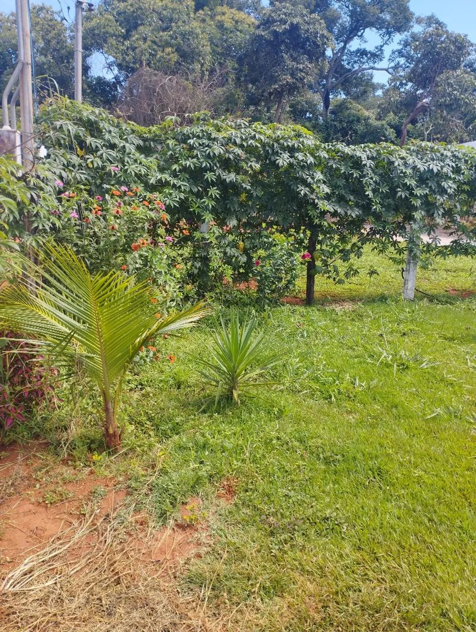 Vendo chácara  - Foto 2