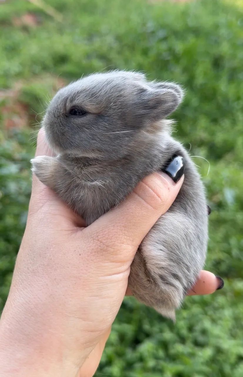 Coelhos mini  - Foto 4