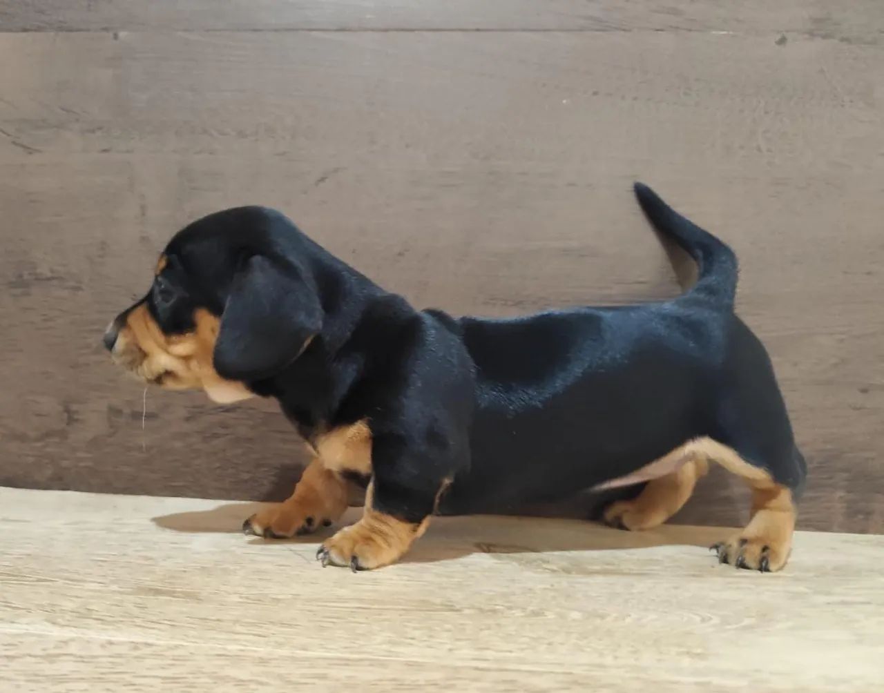 Dachshund  - Foto 3
