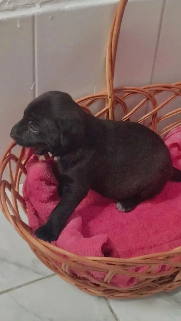 Doação dessa bebê linda?