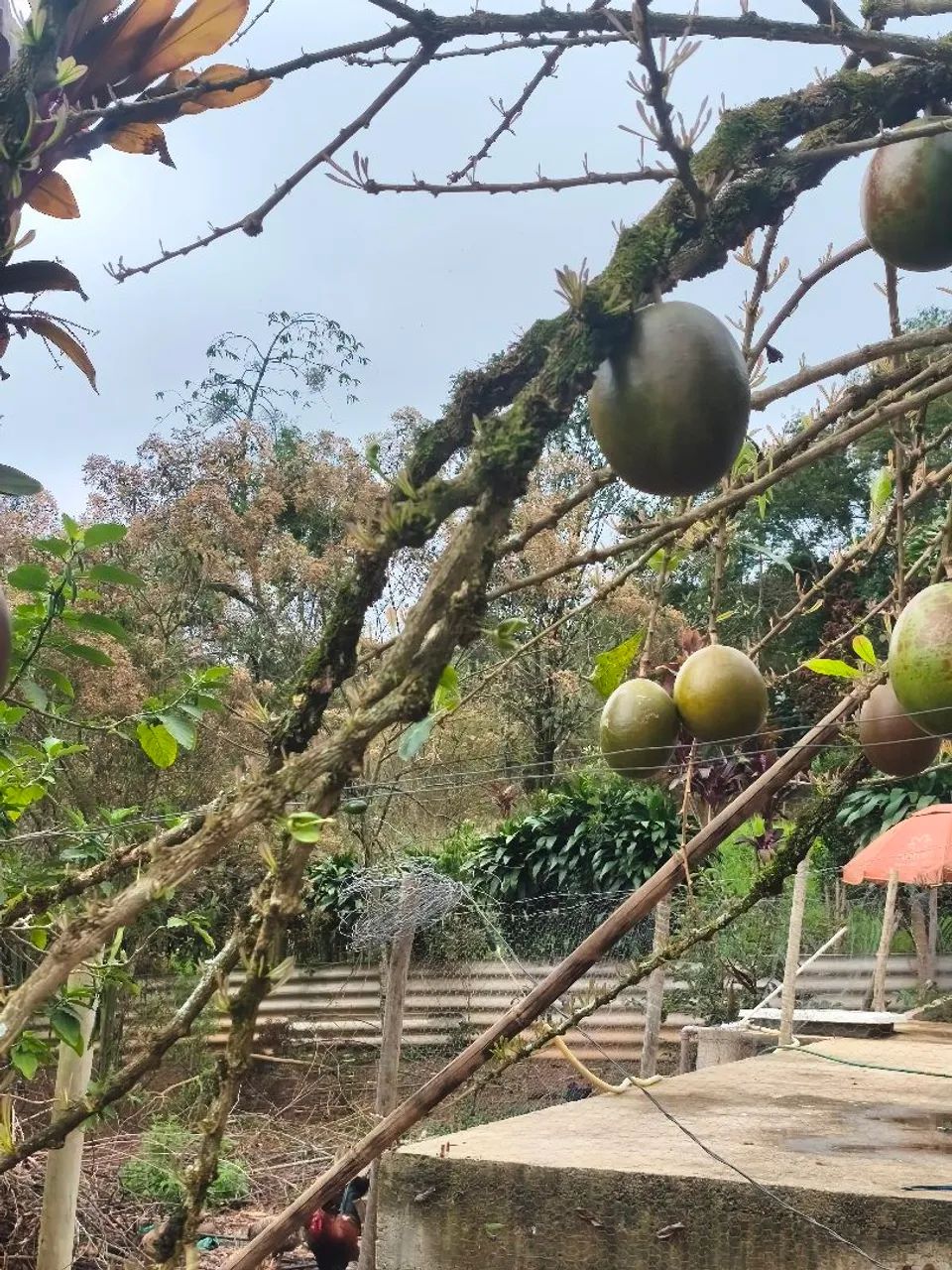 Fruta de cuia - Foto 4