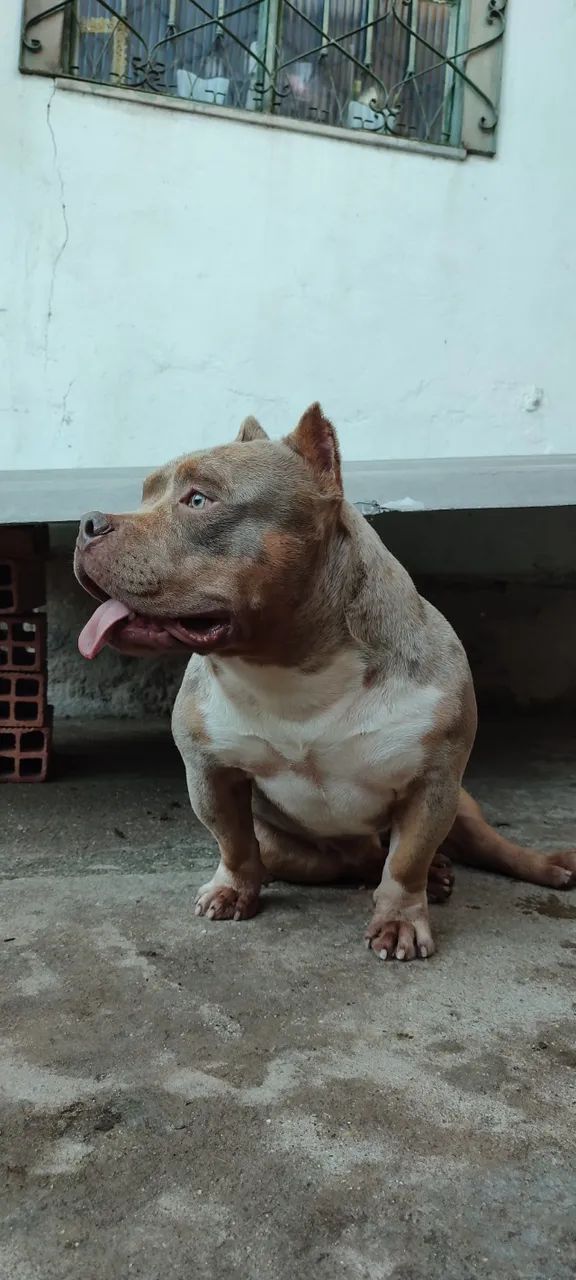 Exotic Bully - Foto 2
