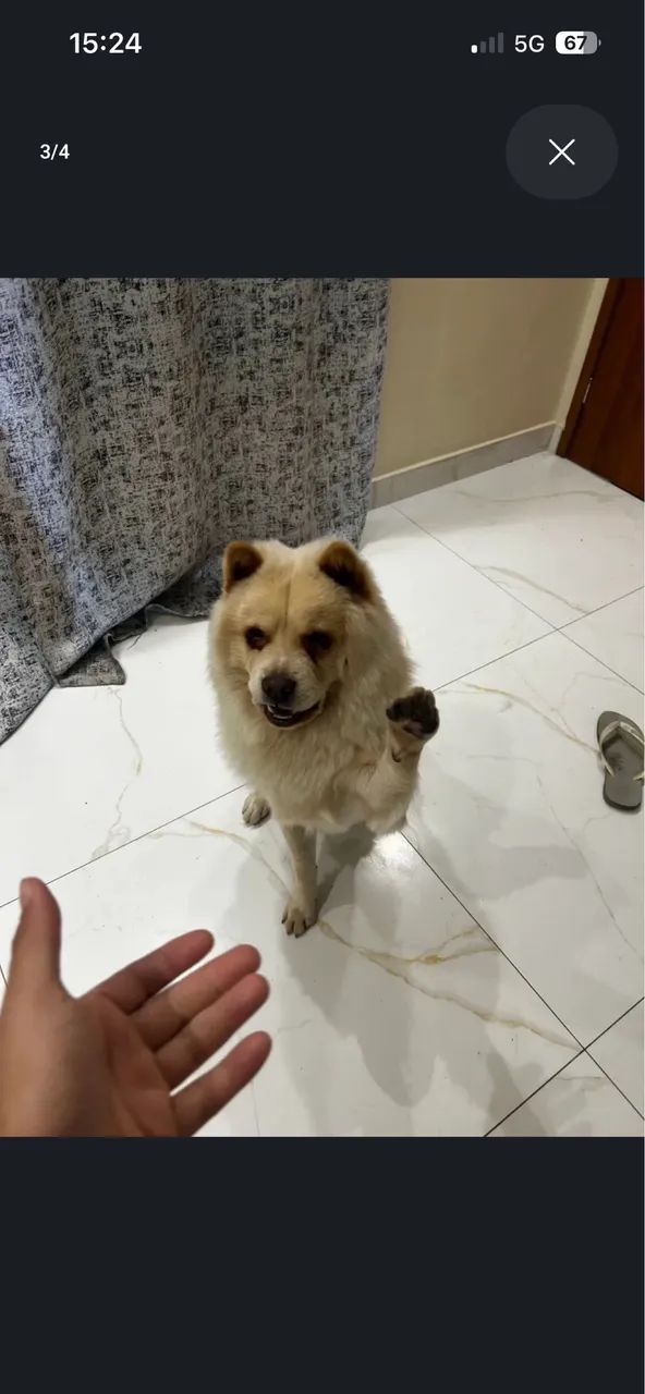 Doação de ChowChow - Foto 2
