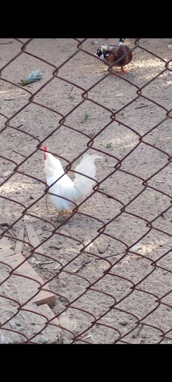 Vendo esse lindo frango Nagazak  - Foto 3