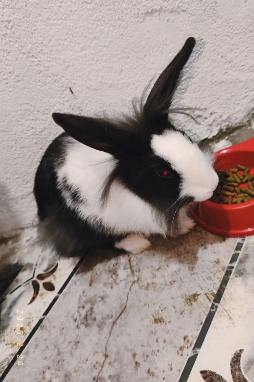 Vende-se coelha  - Foto 3