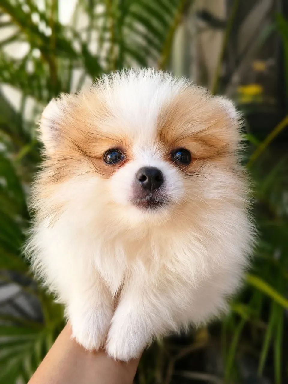 Spitz alemão  - Foto 4