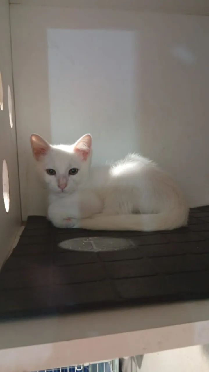 Lindo gatinho macho 3 meses 