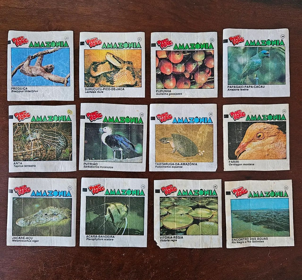 Lote figurinhas PingPong Amazônia 12un