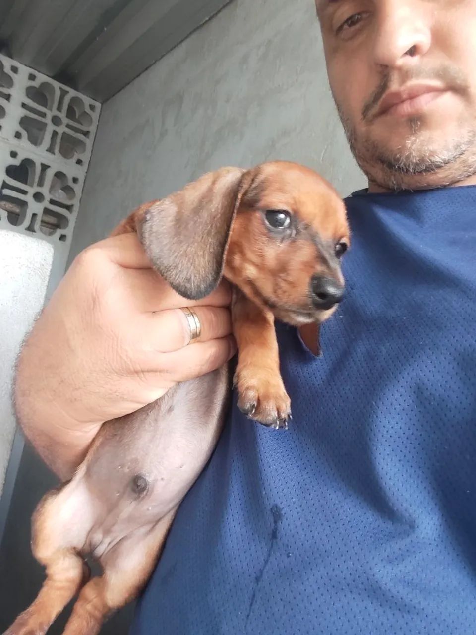 Filhotes de Dachshund - Foto 2