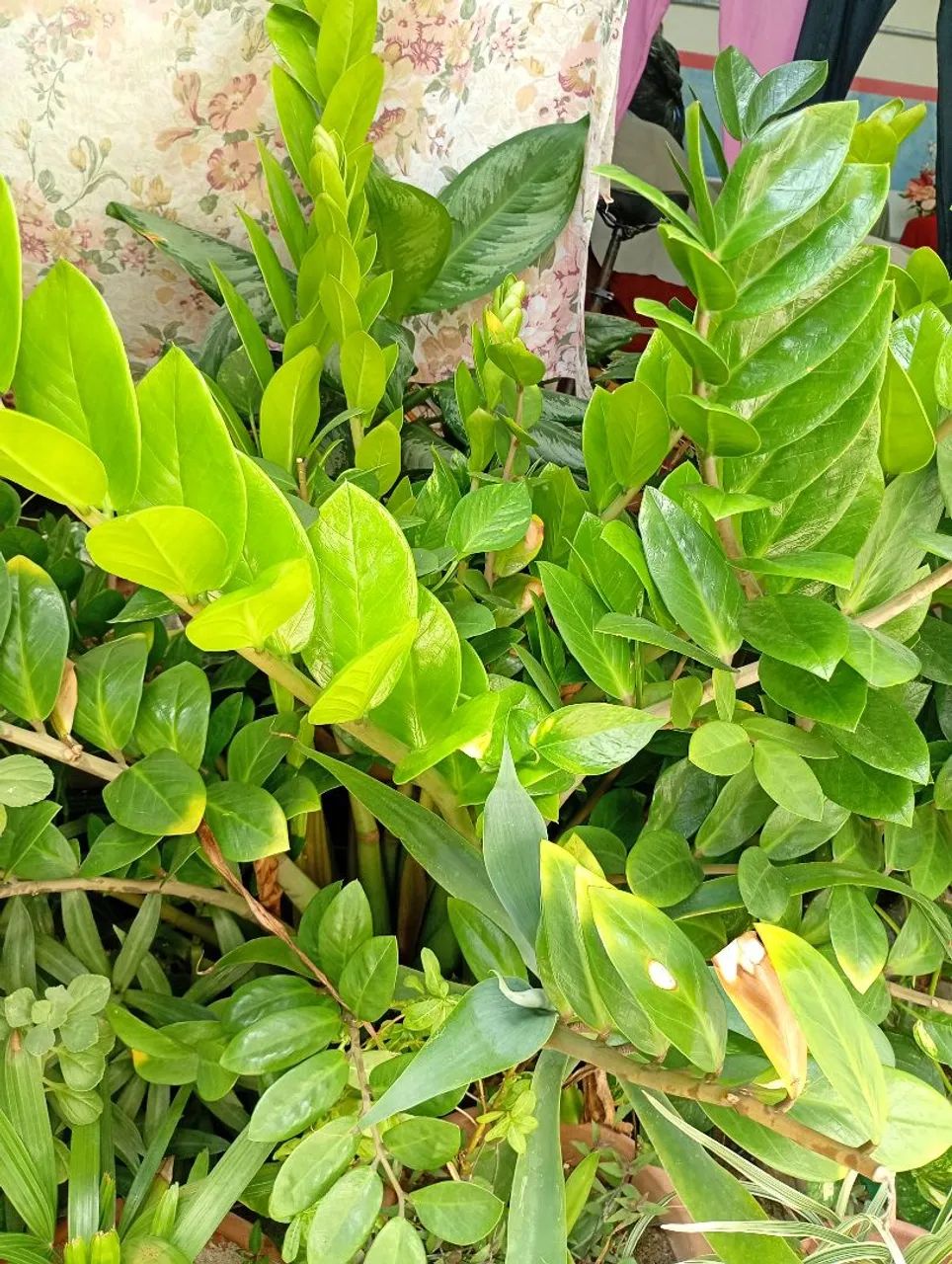 Vendo Planta  - Foto 2
