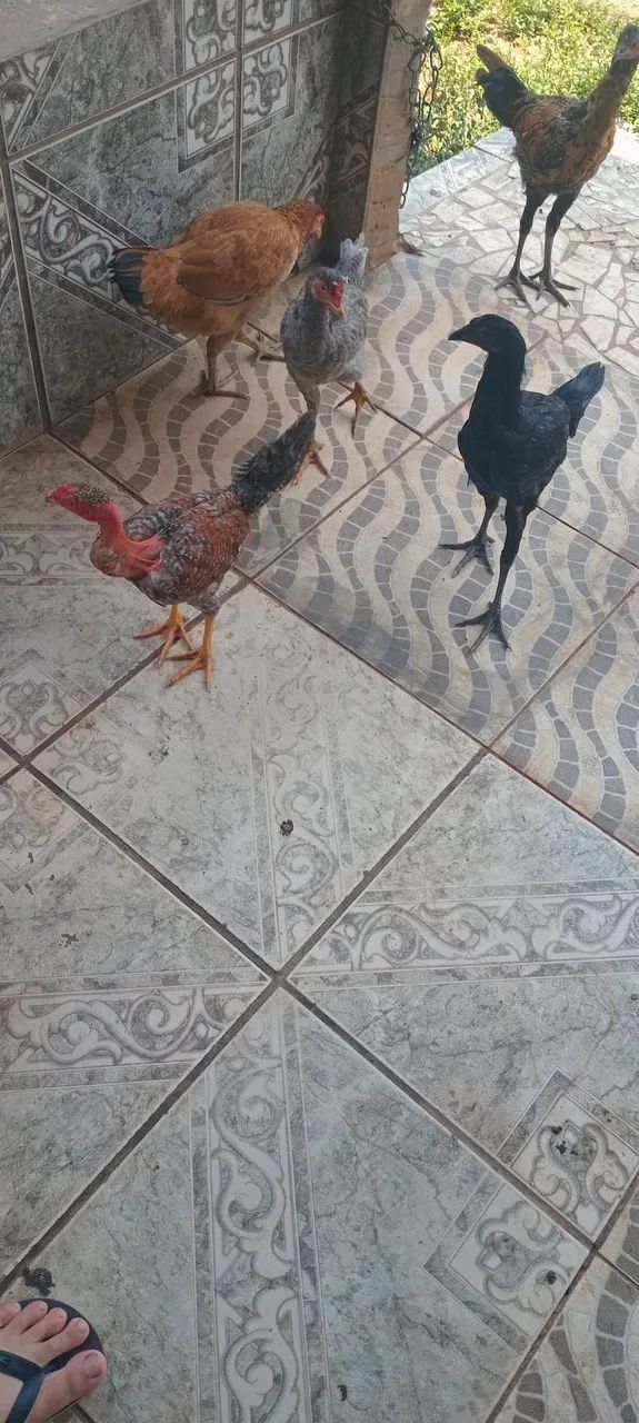 Pintos de 3 meses 