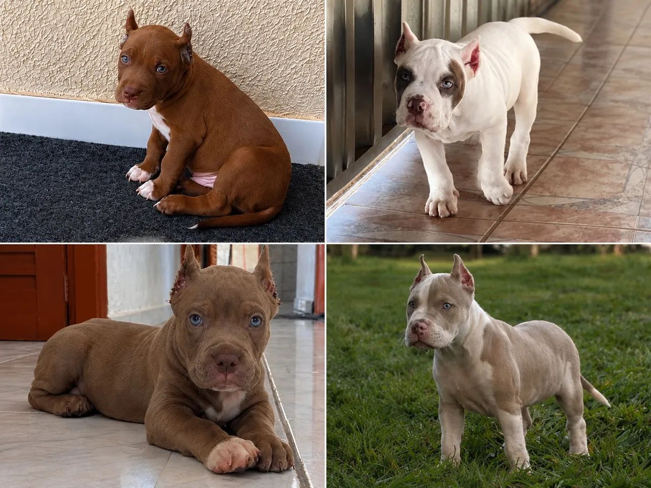 América bully / Pedigree é documentação 