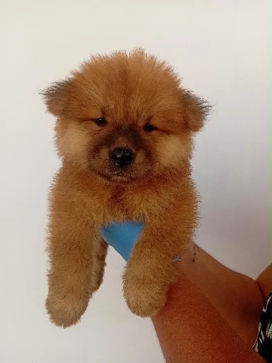 Venda de Chow Chow - Foto 2