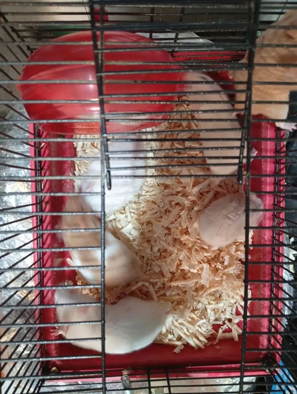 Hamster Sírio filhotes