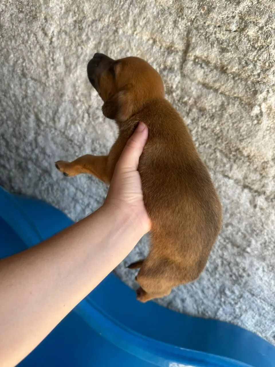 Filhotes de cachorro  - Foto 5