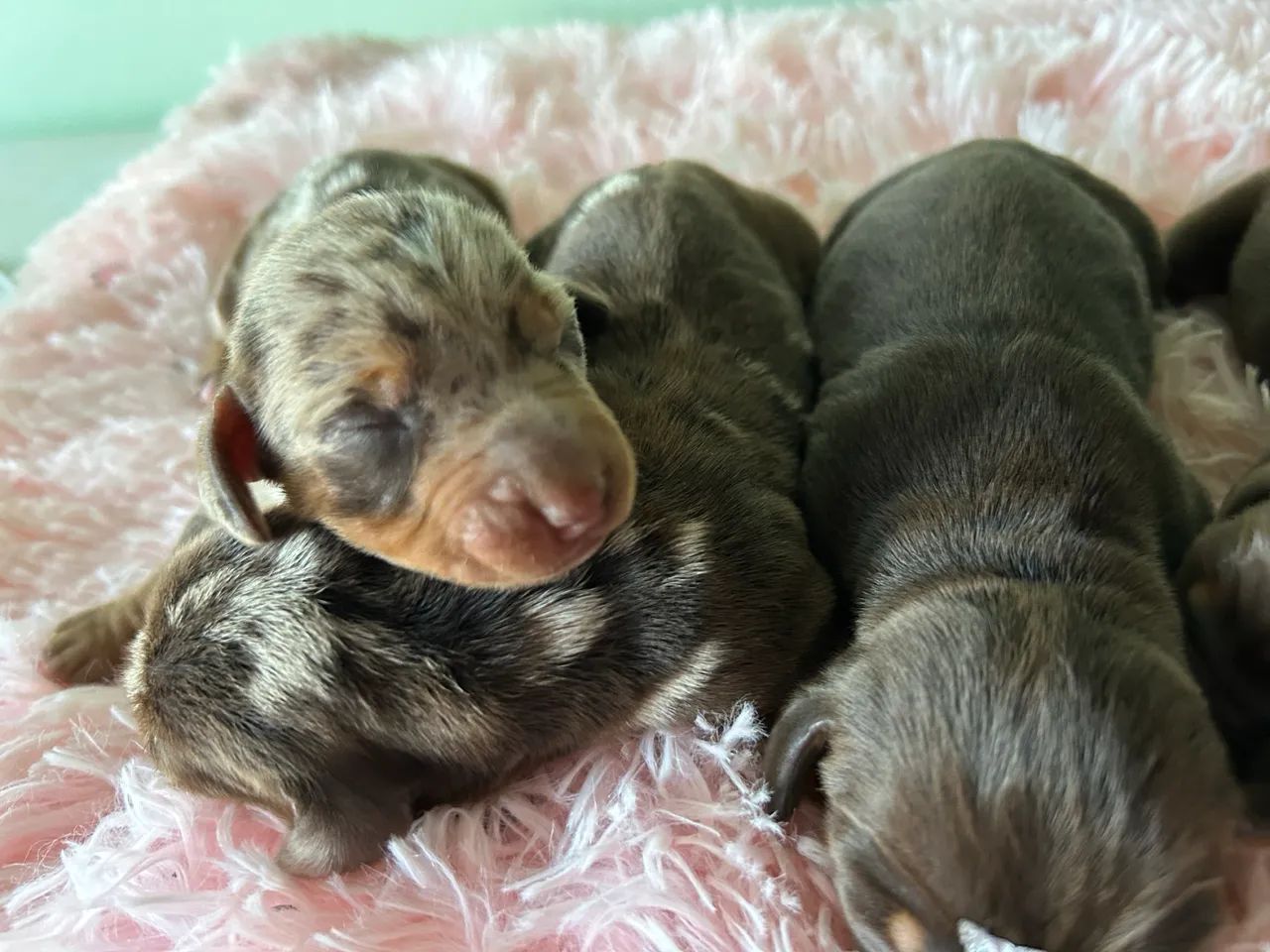 Dachshund Kanichen  - Foto 2