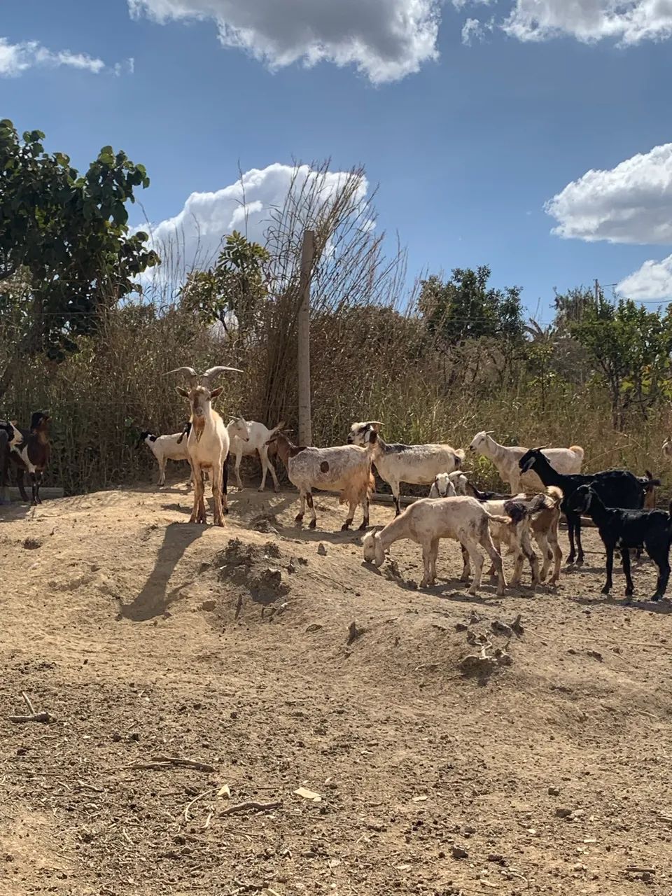 Cabras  - Foto 4