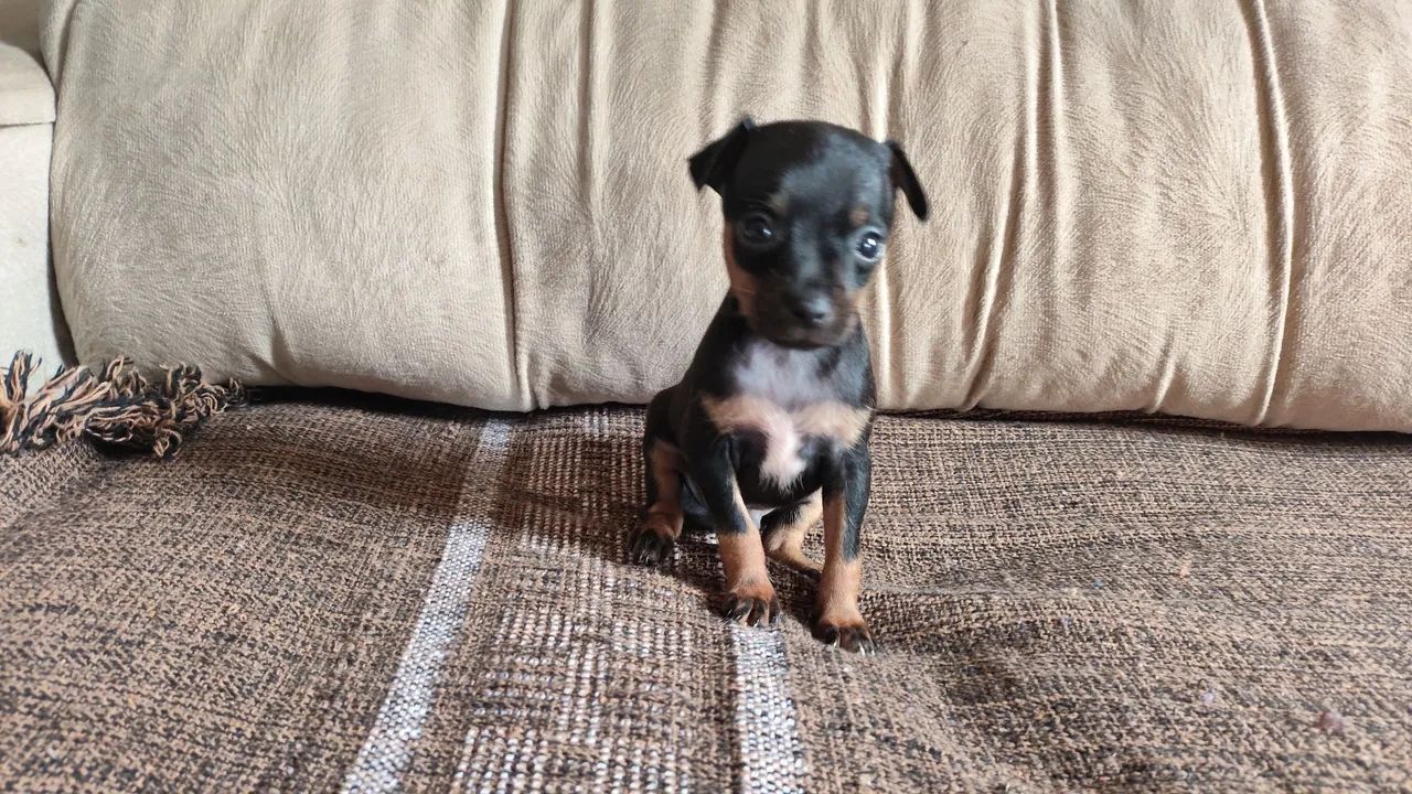 Pinscher  - Foto 3