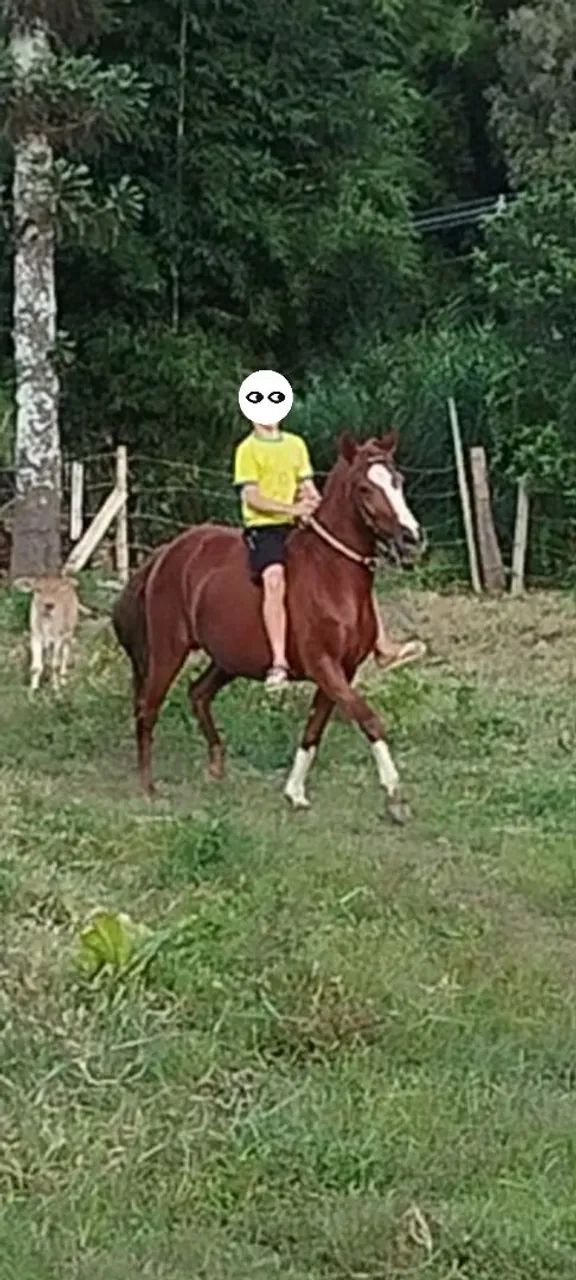 Égua mineira - Foto 4