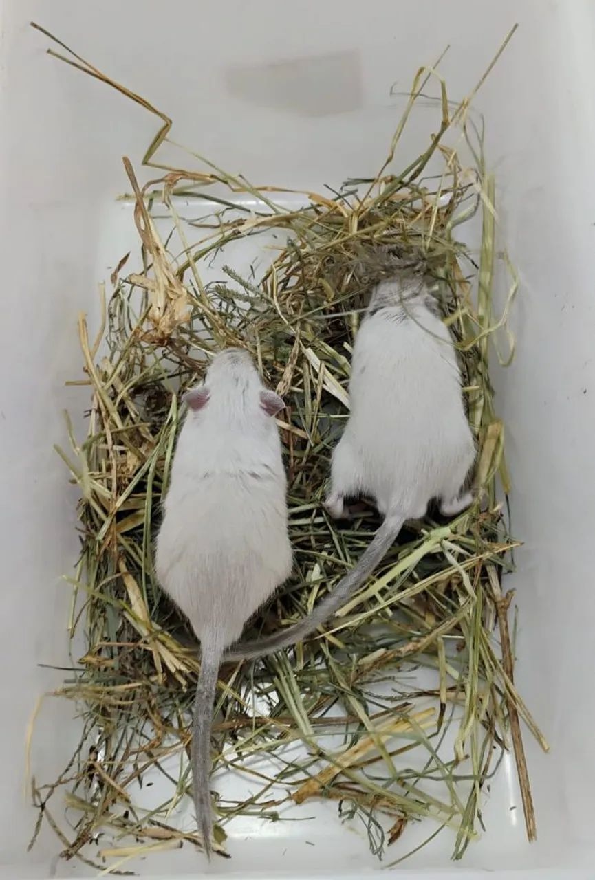 Gerbil / Esquilo da Mongólia  - Foto 5