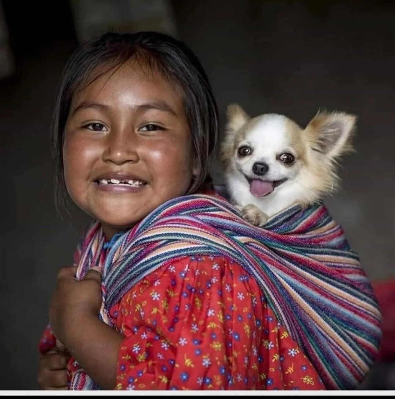 Chihuahuas 