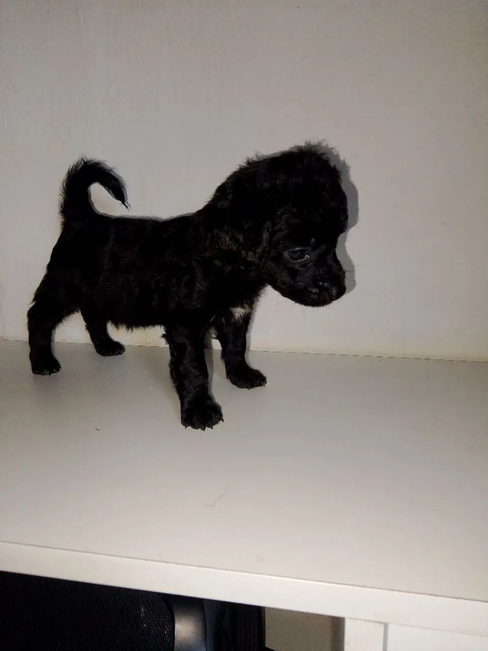 Vendo poodle toy  - Foto 3