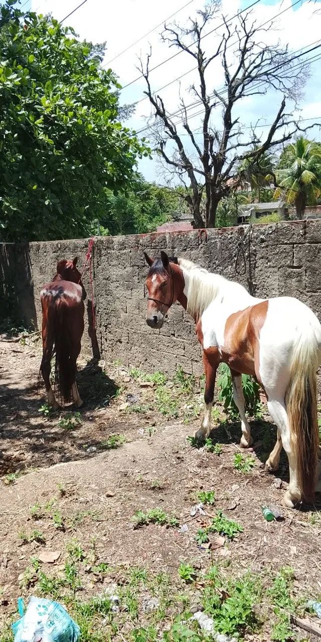 Cavalos a venda  - Foto 2