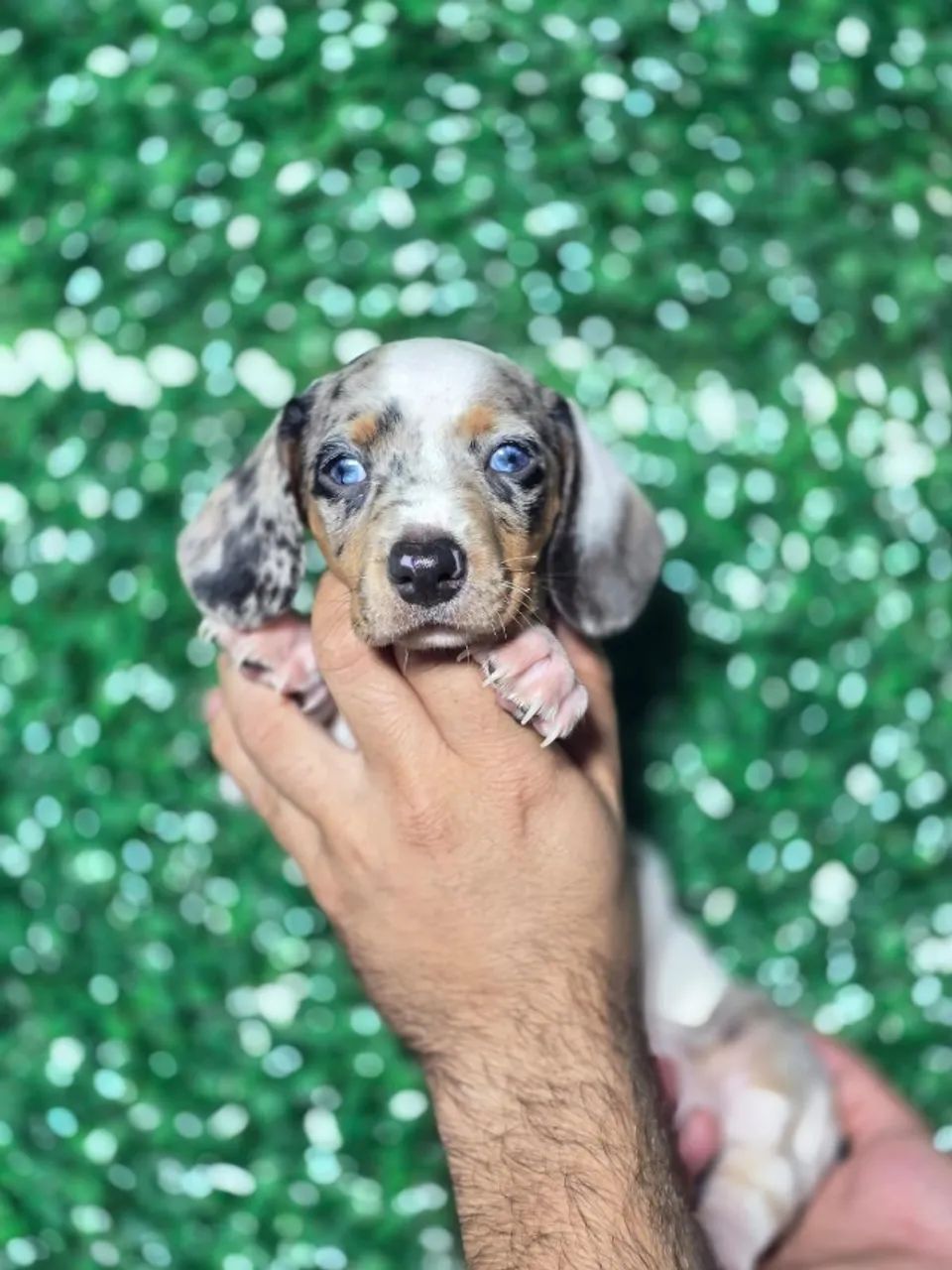 Dachshund de Raça Com Personalidade Marcante - Foto 2