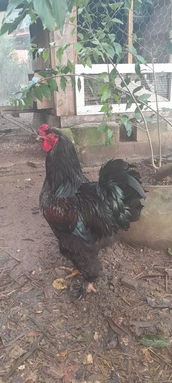 Casal brahma Black 