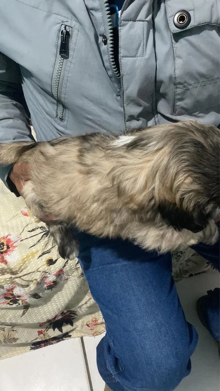 Cachorro raça: lhasa apso  - Foto 2