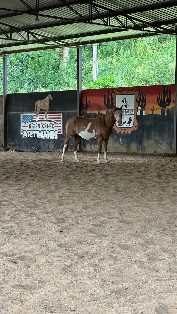 Cavalo Paint Horse
