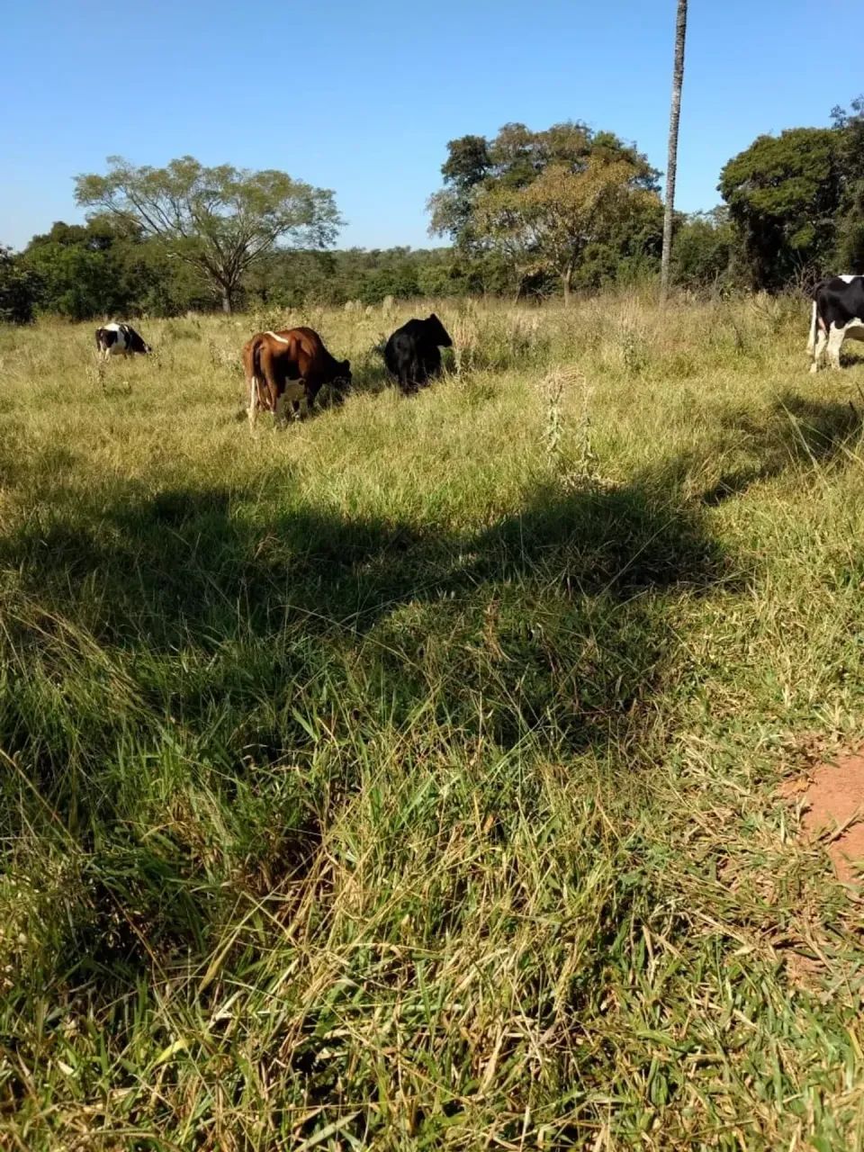 Vendo fazenda Perdizes minas - Foto 5
