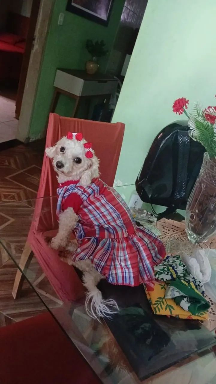 Procuro o namorado pra Sofia. - Foto 2
