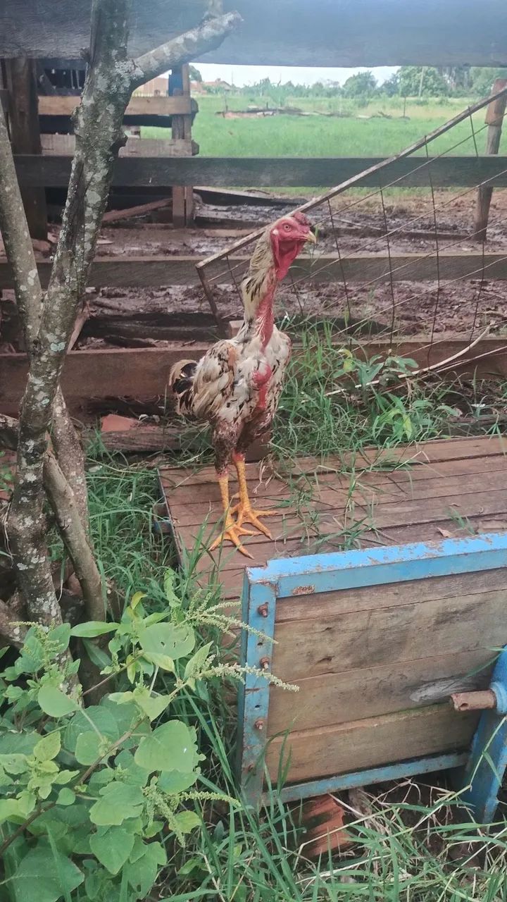 Vendo galo índio gigante mil flor  - Foto 3