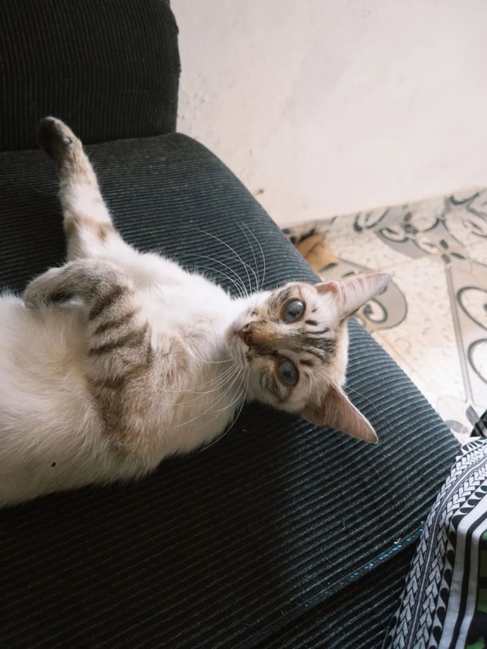 GATA DÓCIL ADOÇÃO CONSCIENTE!?