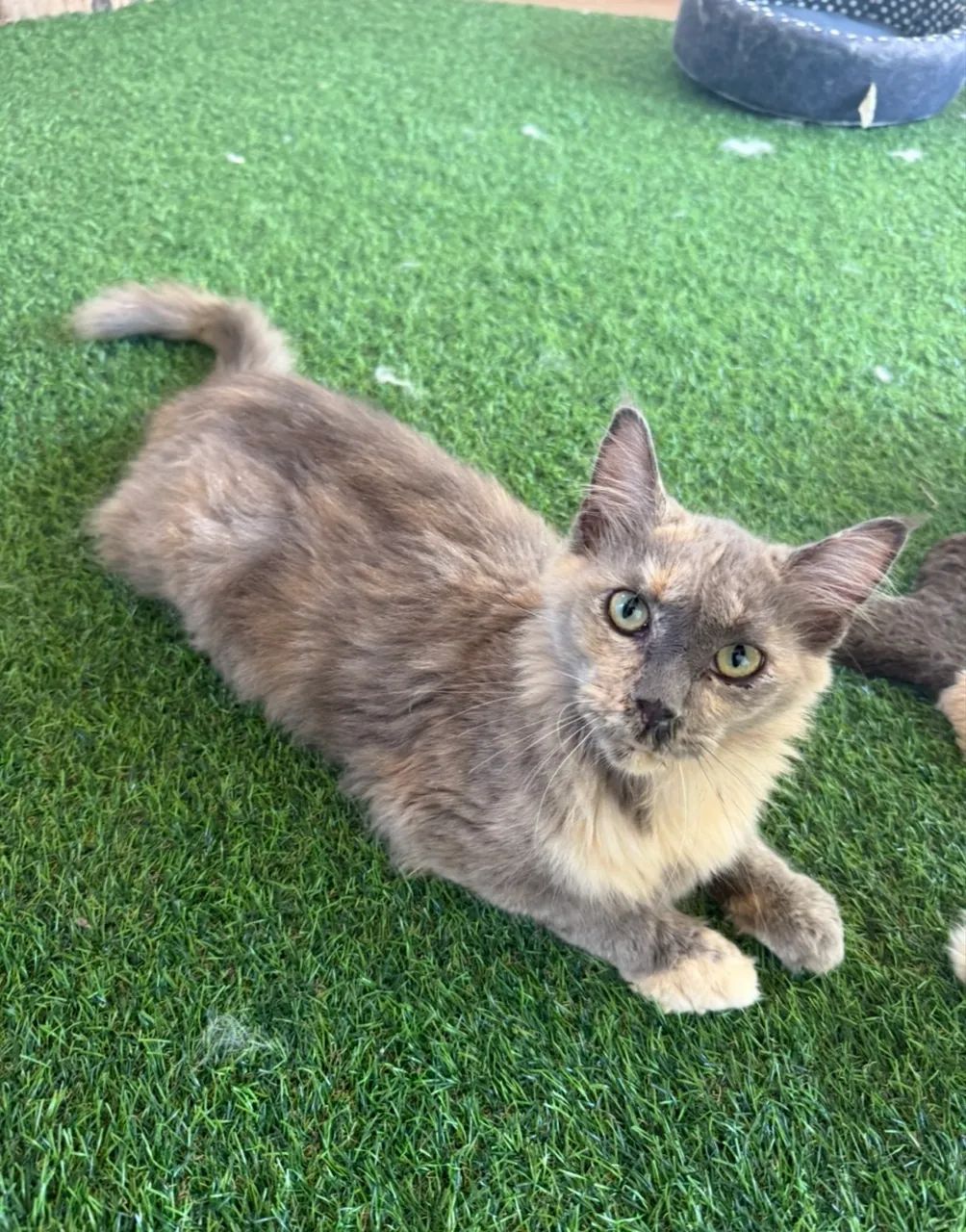 Maine Coon Fêmea com Pedigree  - Foto 3