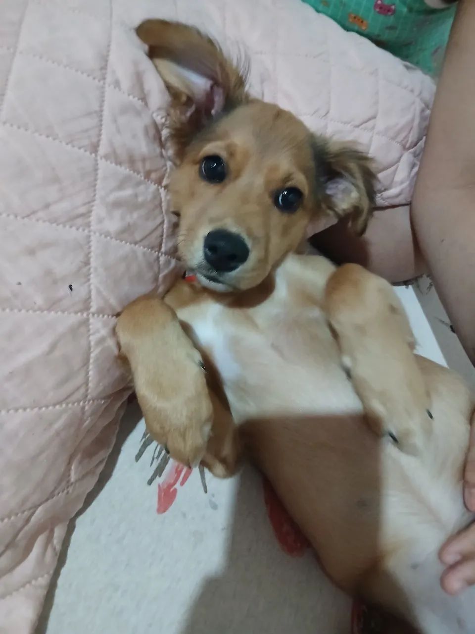 Adoção  - Foto 4