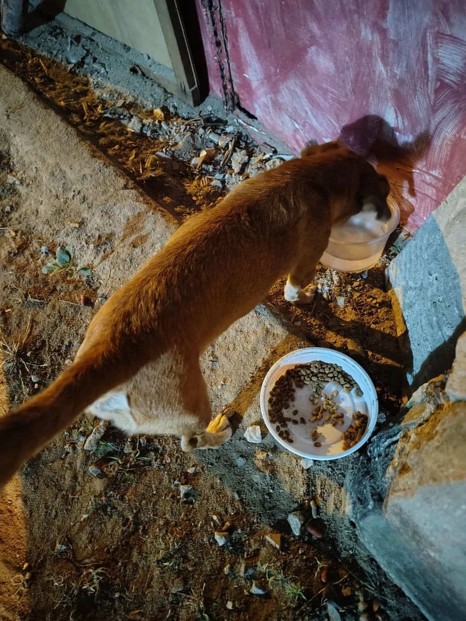 ADOÇÃO RESPONSÁVEL  - Foto 5