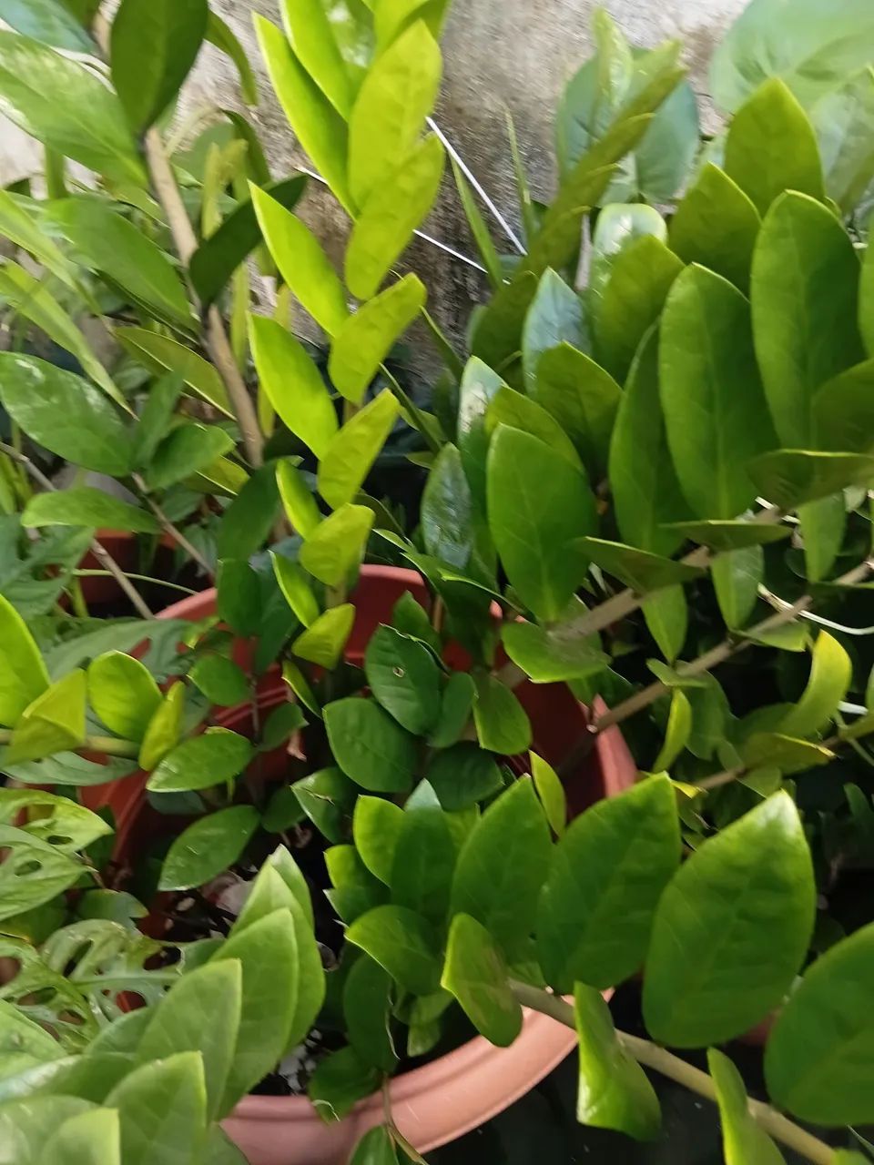Temos plantas - Foto 4