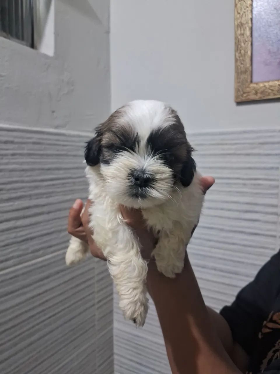 Cachorro ?  - Foto 4