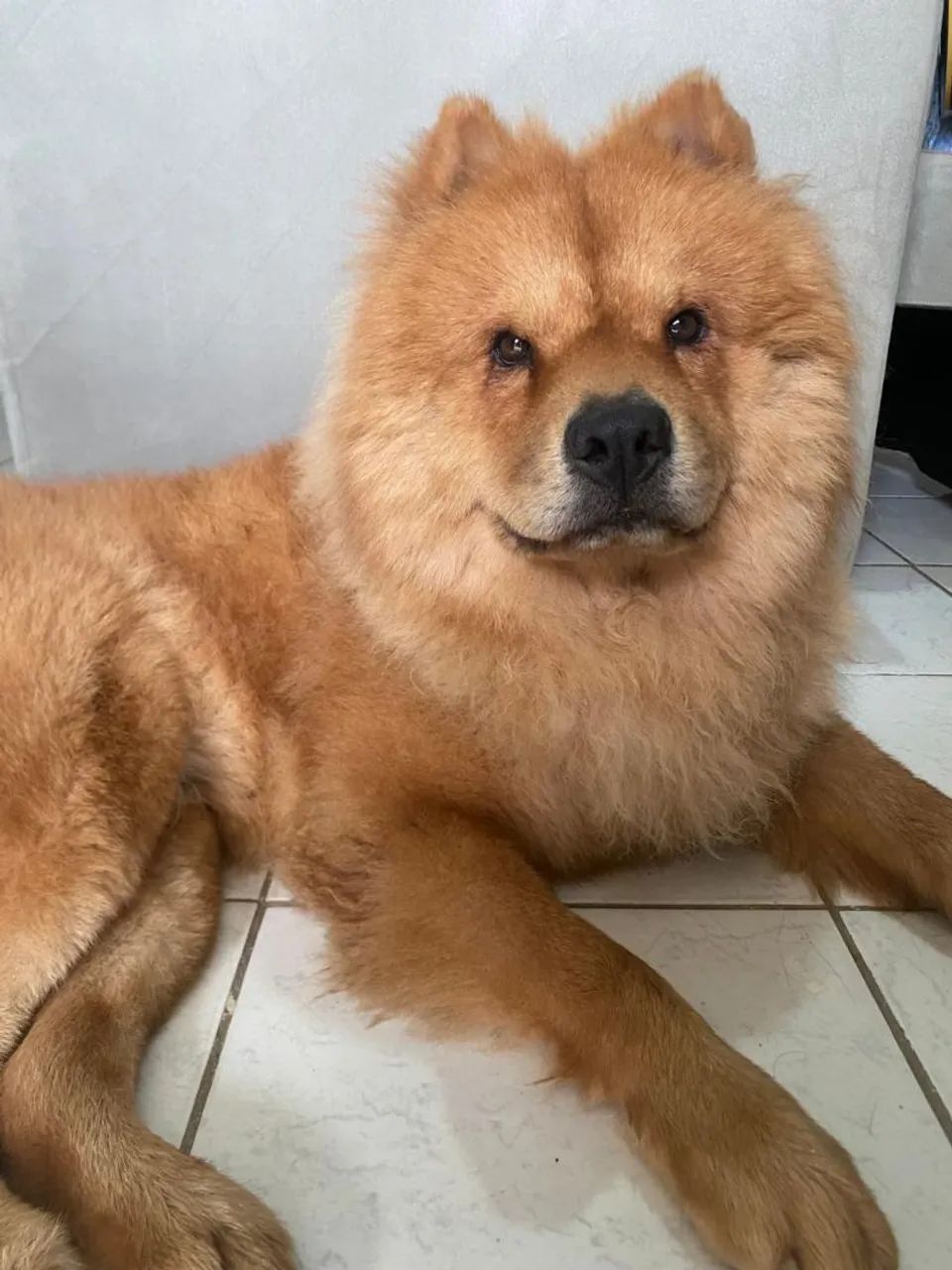 CACHORRO CHOW CHOW PARA CRUZAR. - Foto 2