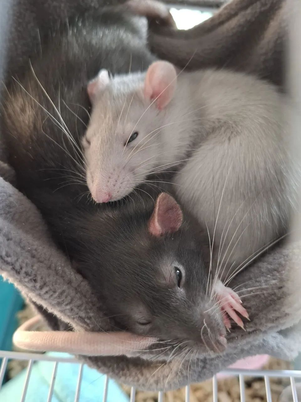 Ratos Dumbos - Foto 2